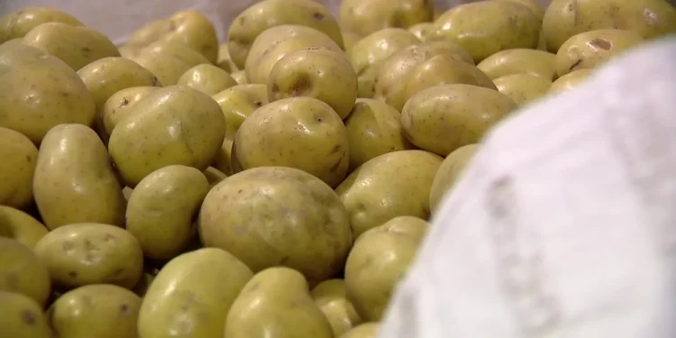 Seattle Food Bank Prepares Emergency Response as Government Shutdown Threatens Food Security