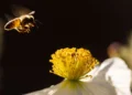 Abandoned Urban Spaces Harbour Thriving Wild Bee Communities, Washington State Study Discovers