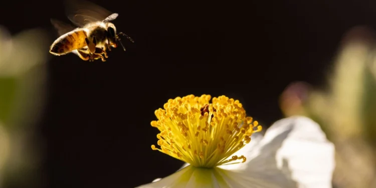 Abandoned Urban Spaces Harbour Thriving Wild Bee Communities, Washington State Study Discovers