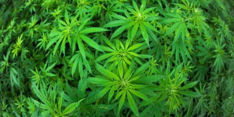 Picture Credit: MJBizDaily