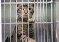 Tacoma Woman Faces Multiple Cruelty Charges After 73 Cats Found in U-Haul, 10 Dead