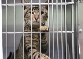 Tacoma Woman Faces Multiple Cruelty Charges After 73 Cats Found in U-Haul, 10 Dead