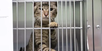 Tacoma Woman Faces Multiple Cruelty Charges After 73 Cats Found in U-Haul, 10 Dead