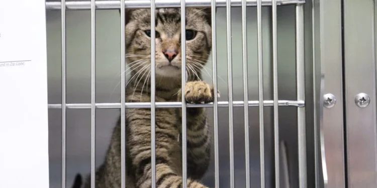 Tacoma Woman Faces Multiple Cruelty Charges After 73 Cats Found in U-Haul, 10 Dead