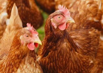 Picture Credit: Big Country News