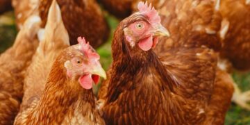 Picture Credit: Big Country News