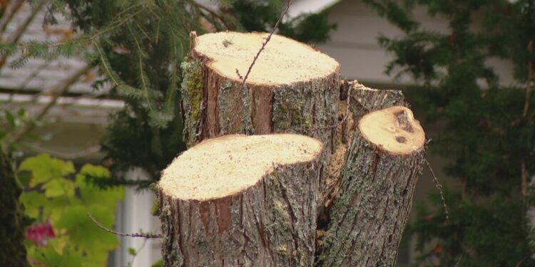 Picture Credit: King 5 News