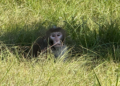 Mississippi Woman Fatally Shoots Escaped Monkey Near Her Home, Citing Children’s Safety Concerns