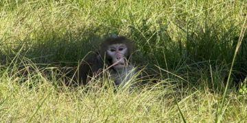 Mississippi Woman Fatally Shoots Escaped Monkey Near Her Home, Citing Children’s Safety Concerns