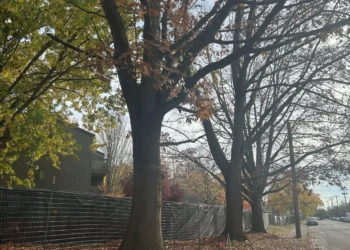 University of Washington Student Housing Development Sparks Controversy Over 166 Tree Removals