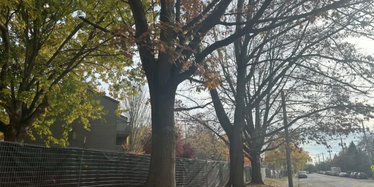 University of Washington Student Housing Development Sparks Controversy Over 166 Tree Removals