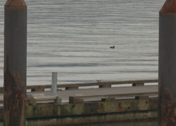 Picture Credit: KOMO News