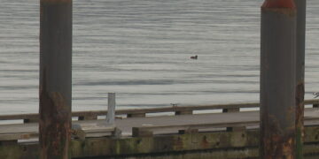 Picture Credit: KOMO News