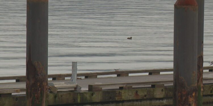 Picture Credit: KOMO News