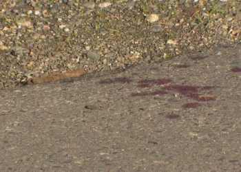 Picture Credit: KVAL