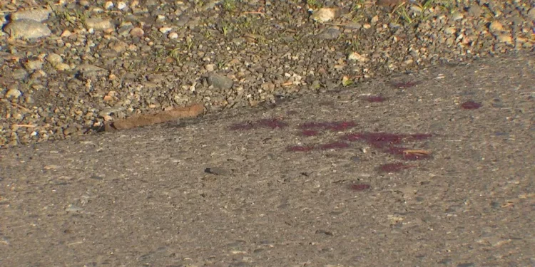 Picture Credit: KVAL