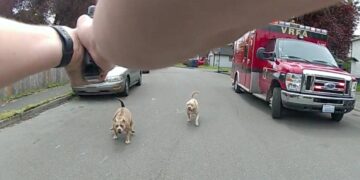 Picture Credit: Auburn Reporter