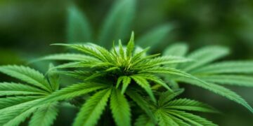 Picture Credit: AIDS Foundation Chicago