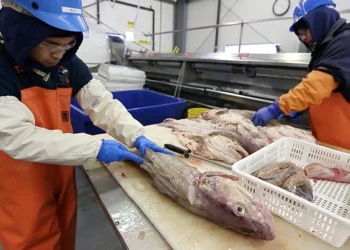 Picture Credit: The Seattle Times