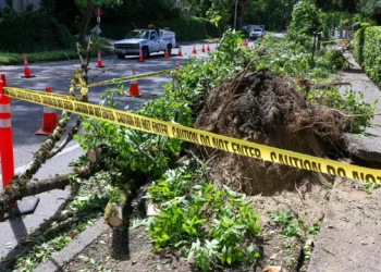 Picture Credit: the Seattle Times