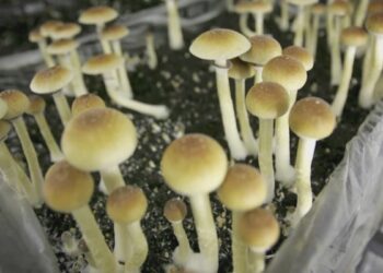 Picture Credit: KING 5 News