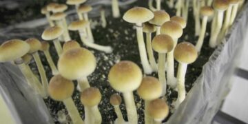 Picture Credit: KING 5 News