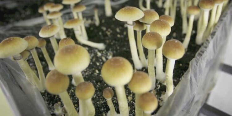 Picture Credit: KING 5 News