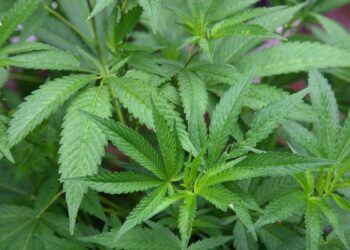 Trump Administration Moves Cannabis Off Most-Dangerous Drug List