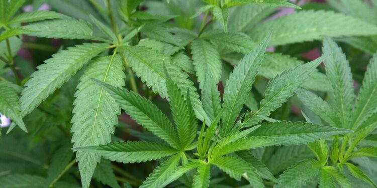 Trump Administration Moves Cannabis Off Most-Dangerous Drug List