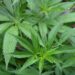 Trump Administration Moves Cannabis Off Most-Dangerous Drug List