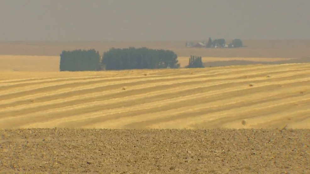 Picture Credit: KOMO News