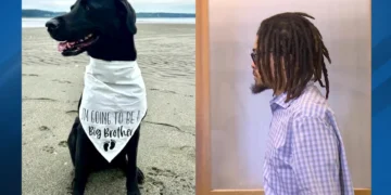 Picture Credit: KOMO News