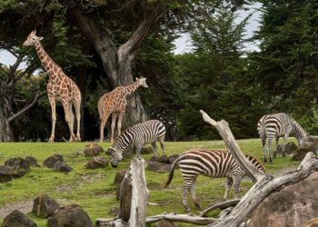 Picture Credit: Nikolay Tchaouchev