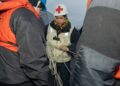 Rope Rescue Team Pulls Person to Safety After 40-Foot Drop Into Discovery Park Embankment