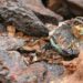 US Company Signs Deal to Source Congolese Cobalt for America’s First Large-Scale Processing Facility