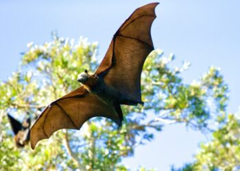 Snohomish County Records First Rabies-Positive Bat Since 2023 as Three Residents Exposed