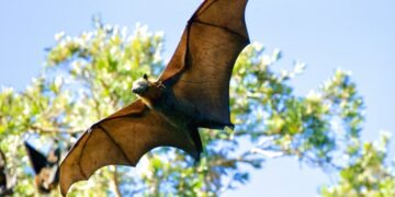 Snohomish County Records First Rabies-Positive Bat Since 2023 as Three Residents Exposed
