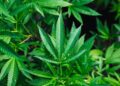 Firefighters Responding to Warehouse Blaze in Pacific Discover Illegal Marijuana Grow Operation Protected by Bear Traps