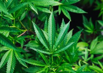 Firefighters Responding to Warehouse Blaze in Pacific Discover Illegal Marijuana Grow Operation Protected by Bear Traps