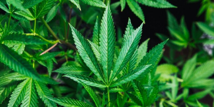 Firefighters Responding to Warehouse Blaze in Pacific Discover Illegal Marijuana Grow Operation Protected by Bear Traps